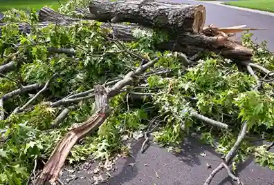 tree debris removal in Nassau & Suffolk, NY